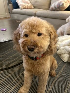 Meet your Posher, Abby